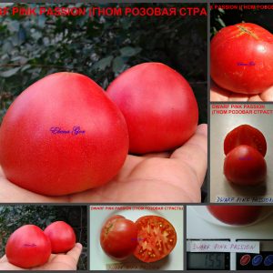 ГНОМ РОЗОВАЯ СТРАСТЬ (DWARF PINK PASSION) - красивое малиновое сердце из серии Dwarf, 5 семян