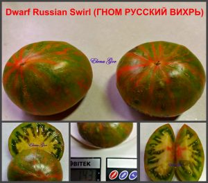 ГНОМ РУССКИЙ ВИХРЬ (расщепление) (Dwarf RUSSIAN SWIRL) - зеленый полосатый би-колор из серии Dwarf, 5 семян ГНОМ РУССКИЙ ВИХРЬ (расщепление) (Dwarf RUSSIAN SWIRL) - зеленый полосатый би-колор из серии Dwarf, 5 семян
