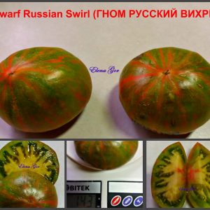 ГНОМ РУССКИЙ ВИХРЬ (расщепление) (Dwarf RUSSIAN SWIRL) - зеленый полосатый би-колор из серии Dwarf, 5 семян