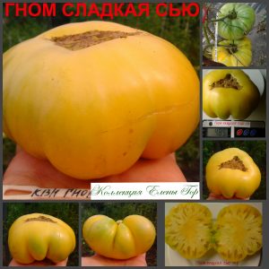 ГНОМ СЛАДКАЯ СЬЮ (DWARF SWEET SUE) - желтый крупный бифштекс из серии Dwarf, 5 семян