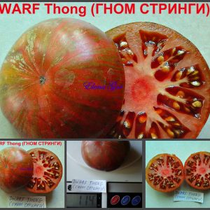 ГНОМ СТРИНГИ (DWARF THONG) - пурпурный полосатый бифштекс из серии Dwarf, 5 семян