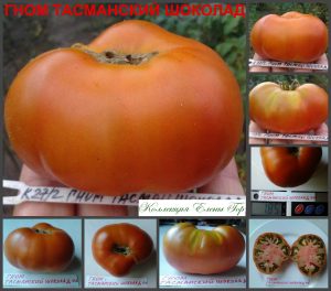 ГНОМ ТАСМАНСКИЙ ШОКОЛАД (DWARF TASMANIAN CHOCOLATE) - шоколадный бифштекс из серии Dwarf, 5 семян