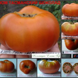 ГНОМ ТАСМАНСКИЙ ШОКОЛАД (DWARF TASMANIAN CHOCOLATE) - шоколадный бифштекс из серии Dwarf, 5 семян