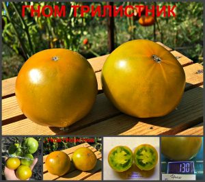 ГНОМ ТРИЛИСТНИК (DWARF SHAMROCK) - зелено-бронзовый томат из серии Dwarf, 5 семян