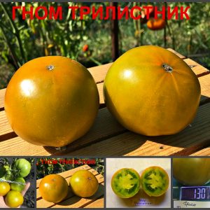 ГНОМ ТРИЛИСТНИК (DWARF SHAMROCK) - зелено-бронзовый томат из серии Dwarf, 5 семян