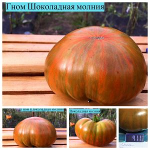 ГНОМ ШОКОЛАДНАЯ МОЛНИЯ (DWARF CHOCOLATE LIGHTNING) - шоколадный крупный полосатый бифштекс из серии Dwarf, 5 семян