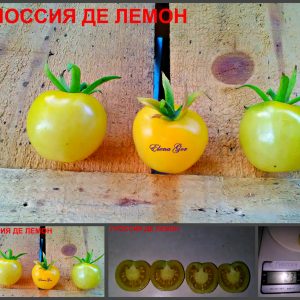 ГНОССИЯ ДИ ЛЕМОН (Gnoccia di Limone) - ранний лимонный сладкий черри, 10 семян