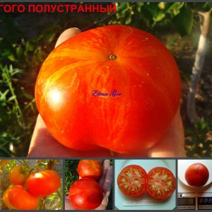 ГОГО ПОЛУСТРАННЫЙ (GOGO POLUSTRANIY) - ранний красный полосатый томат, 10 семян