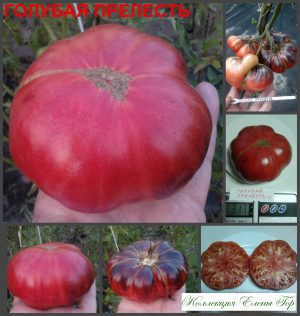 ГОЛУБАЯ ПРЕЛЕСТЬ, ГОЛУБАЯ КРАСОТА (BLUE BEAUTY) - ранний крупный розово-синий томат, антоциан, 10 семян