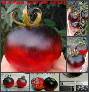 ГОЛУБОЙ АНГЕЛ (BLUE ANGEL) - красно-синий сладкий фруктовый томат, антоциан, 10 семян