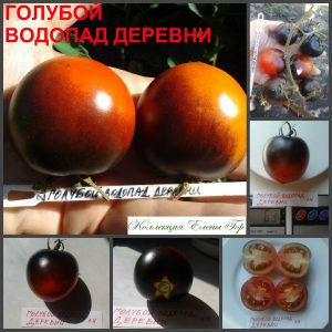 ГОЛУБОЙ ВОДОПАД ДЕРЕВНИ (Cascade Village Blue) - оранжево-синий урожайный томат, антоциан, 10 семян