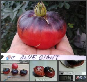 ГОЛУБОЙ (ЛАЗУРНЫЙ) ГИГАНТ (BLUE GIANT) - розово-синий сладкий томат, антоциан, 10 семян