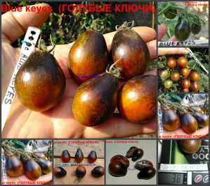 ГОЛУБЫЕ КЛЮЧИ, БЛУ КИЗ (BLUE KEYS) - оранжево-шоколадная сливка с антоцианом, 10 семян
