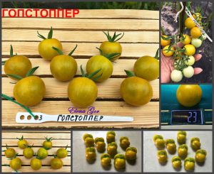 ГОПСТОППЕР (GOBSTOPPER) - ранний оливковый черри со вкусом киви, 10 семян