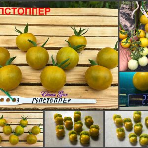 ГОПСТОППЕР (GOBSTOPPER) - ранний оливковый черри со вкусом киви, 10 семян
