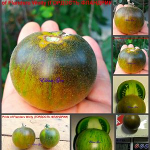 ГОРДОСТЬ ФЛАНДРИИ (PRIDE OF FLANDERS Wolly) - зеленый округлый, опушенный, с антоцианом, 10 семян