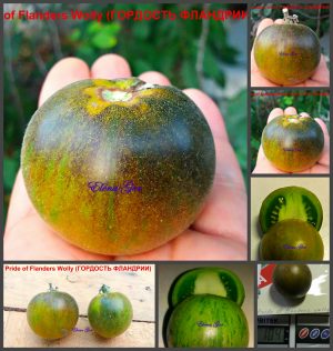 ГОРДОСТЬ ФЛАНДРИИ (PRIDE OF FLANDERS Wolly) - зеленый округлый, опушенный, с антоцианом, 10 семян