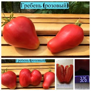 ГРЕБЕНЬ РОЗОВЫЙ (GREBEN PINK) - розовый красивый гребень, 5 семян