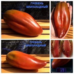 ГРЕБЕНЬ ШОКОЛАДНЫЙ (CRESTA DI FUOCO) - крупная сливка с продольными ребрами, 5 семян