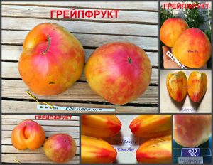 ГРЕЙПФРУТ (GRAPEFRUIT) - ультра-яркий ранний би-колор