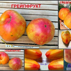 ГРЕЙПФРУТ (GRAPEFRUIT) - ультра-яркий ранний би-колор
