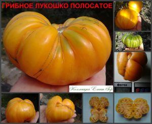 ГРИБНОЕ ЛУКОШКО би-колор (MUSHROOM BASKET BI-COLOR) - крупный ребристый би-колор, 10 семян