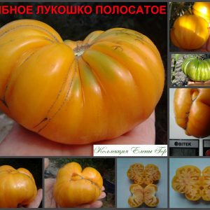 ГРИБНОЕ ЛУКОШКО би-колор (MUSHROOM BASKET BI-COLOR) - крупный ребристый би-колор, 10 семян