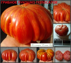 ГРИБНОЕ ЛУКОШКО (MUSHROOM BASKET) - крупный ребристый томат, 10 семян