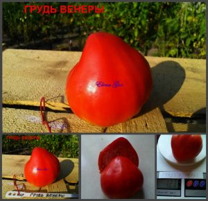 ГРУДЬ ВЕНЕРЫ, СЕРДЦЕ (TЕTON DE VЕNUS HEART) - раннее красное сердце, 5 семян