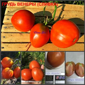 ГРУДЬ ВЕНЕРЫ, СЛИВКА (TЕTON DE VЕNUS) - ранняя красная сливка, 10 семян