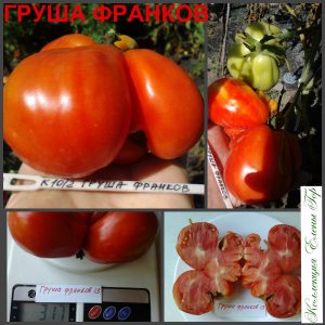 ГРУША ФРАНКИ (Pear Franchi) - красный сладкий урожайный трюфель, 10 семян