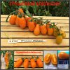 ГРУШЕВЫЙ АПЕЛЬСИН (PEAR ORANGE) - оранжевый сладкий сливка-черри с длинной кистью, 10 семян