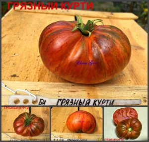 ГРЯЗНЫЙ КУРТИ (DIRTY KURTI) - ранний супер красивый томат, антоциан, 10 семян