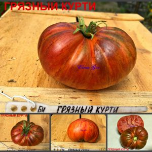 ГРЯЗНЫЙ КУРТИ (DIRTY KURTI) - ранний супер красивый томат, антоциан, 10 семян