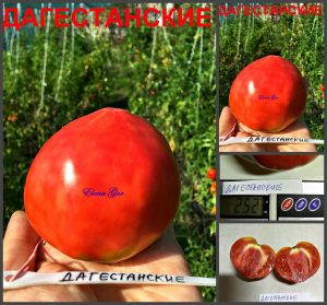 ДАГЕСТАНСКИЕ (DAGESTANSKIE) - вкусное малиновое сердце, 10 семян