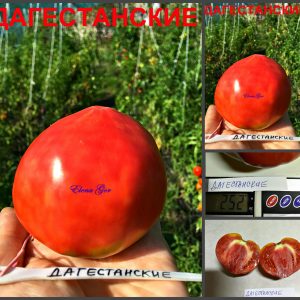 ДАГЕСТАНСКИЕ (DAGESTANSKIE) - вкусное малиновое сердце, 10 семян
