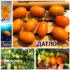 ДАТЛО (DATLO) - ультра-ранний оранжевый сладкий сливка-черри, 10 семян