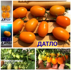 ДАТЛО (DATLO) - ультра-ранний оранжевый сладкий сливка-черри, 10 семян