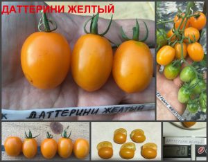 ДАТТЕРИНИ ЖЕЛТЫЙ (DATTERINO YELLOW) - ранний очень сладкий черри со сложными кистями, 10 семян