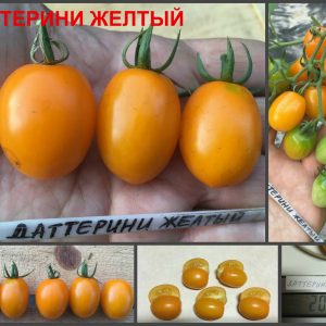 ДАТТЕРИНИ ЖЕЛТЫЙ (DATTERINO YELLOW) - ранний очень сладкий черри со сложными кистями, 10 семян