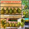 ДАТТЕРИНИ ЗЕЛЕНЫЙ (DATTERINO VERDE) - ранний очень сладкий черри со сложными кистями, 10 семян
