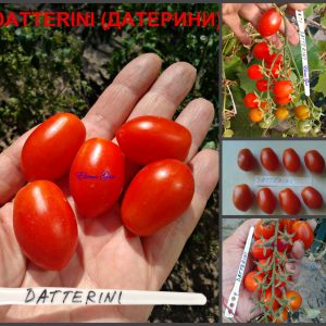 ДАТТЕРИНИ КРАСНЫЙ (DATTERINO RED) - ранний очень сладкий черри со сложными кистями, 10 семян