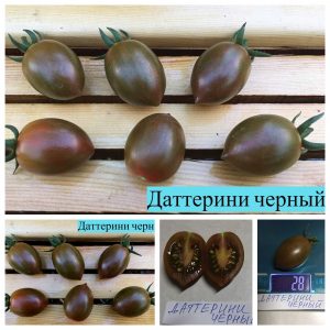 ДАТТЕРИНИ ЧЕРНЫЙ (DATTERINO BLACK) - ранний очень сладкий черри со сложными кистями, 10 семян