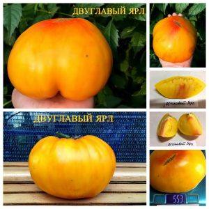 ДВУХГЛАВЫЙ ЯРЛ (ROJO-VERDE OU BICOLORE DE JARL) - ранний крупный би-колор, 10 семян