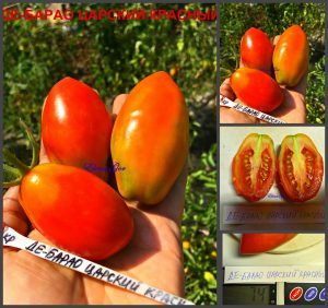 ДЕ-БАРАО ЦАРСКИЙ КРАСНЫЙ (DE BARAO RED ROYAL) - высокоурожайная популярная сливка