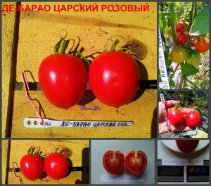 ДЕ-БАРАО ЦАРСКИЙ РОЗОВЫЙ - высокоурожайная сливка