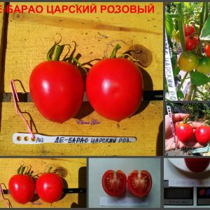 ДЕ-БАРАО ЦАРСКИЙ РОЗОВЫЙ - высокоурожайная сливка