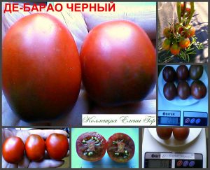 ДЕ-БАРАО ЧЕРНЫЙ (DE BARAO BLACK) - высокоурожайная черная сливка