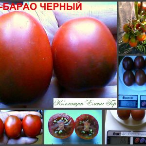 ДЕ-БАРАО ЧЕРНЫЙ (DE BARAO BLACK) - высокоурожайная черная сливка