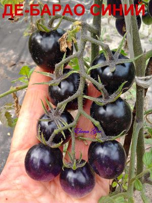 ДЕ-БАРАО СИНИЙ (DE BARAO BLUE) - высокоурожайная популярная сливка